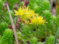 Sedum sexangulare Östra kyrkogården, Malmö, Skåne, Sweden 20240726_0018