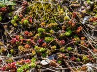 Sedum sexangulare Dragongränd 13, Färjestaden, Mörbylånga, Öland, Sweden 20160409_0162