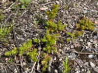 Sedum sexangulare Ruderatyta Marsgatan, Malmö, Skåne, Sweden 20220616_IMG_7486