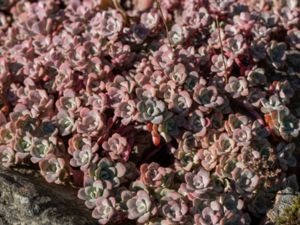 Sedum spathulifolium - Pacific Stonecrop - Kalifornisk fetknopp