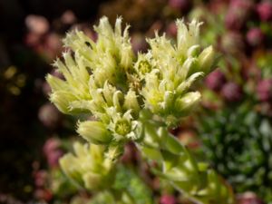 Sempervivum globiferum - Globe-formed Houseleek - Hammarbytaklök