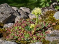 Sempervivum globiferum 350 m NE Husartorpet, Bodarp, Osby, Skåne, Sweden 20200731_0183