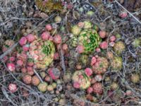 Sempervivum globiferum Vickleby alvar, Mörbylånga, Öland, Sweden 20180810_0234