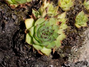 Sempervivum tectorum - Common Houseleek - Taklök