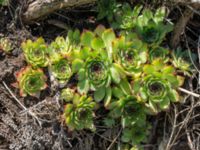 Sempervivum tectorum Furehov, Åhus, Kristianstad, Skåne, Sweden 20170719_0205