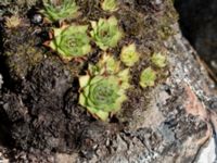 Sempervivum tectorum Trunelän, Maglehem, Kristianstad, Skåne, Sweden 20160827_0011