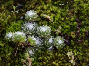 Sepervivum arachnoideum - Cobweb House-leek - Spndelvävstaklök