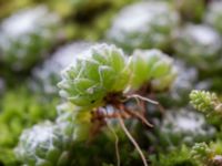 Sempervivum arachnoideum Utställningsgatan 9, Malmö, Skåne, Sweden 20170916_0090