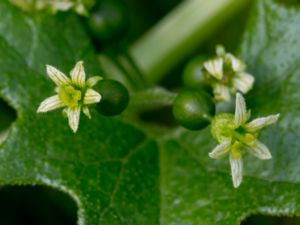 Bryonia alba - White Bryony - Svart hundrova