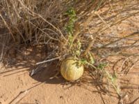 Citrillus lanatus Oued Jenna, Awsard Road, Western Sahara, Morocco 20180220_0223