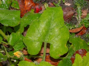 Cucurbita maxima - Jättepumpa