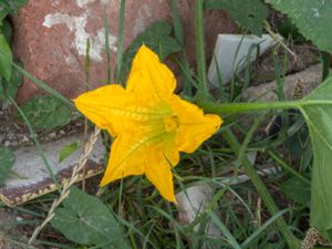 Cucurbita pepo - Summer Squash - Pumpa