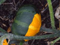 Cucurbita pepo Sliparebacken, Lund, Skåne, Sweden 20171014_0055