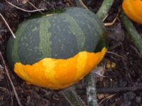 Cucurbita pepo Sliparebacken, Lund, Skåne, Sweden 20171014_0056