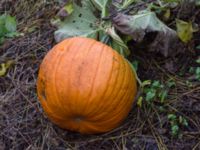 Cucurbita pepo Sliparebacken, Lund, Skåne, Sweden 20171014_0081