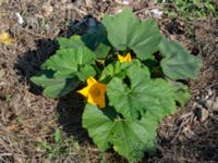 Cucurbita pepo Sliparebacken, Lund, Skåne, Sweden 20190825_0014