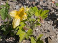 Cucurbita pepo Svanetorpsvägen, Åkarp, Lomma, Skåne, Sweden 20170823_0077