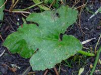 Cucurbita pepo Svedala jorddeponi, Svedala, Skåne, Sweden 20231021_0108