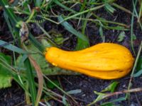 Cucurbita pepo Svedala jorddeponi, Svedala, Skåne, Sweden 20231021_0109