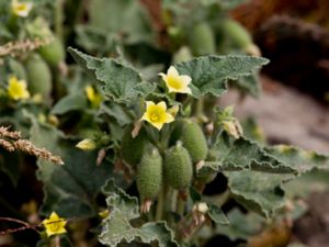 Ecballium elaterium - Squirting Cucumber - Sprutgurka