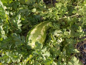 Citrullus lanatus - Wild Watermelon - Vattenmelon