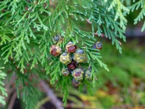 Chamaecyparis lawsoniana - Lawson's Cypress - Ädelcypress