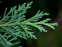 Chamaecyparis lawsoniana Munketorp, Borgholm, Öland, Sweden 20180809_0005