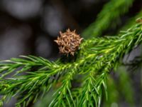 Cryptomeria japonica Hällevik, Simrishamn, Skåne, Sweden 20181124_0084