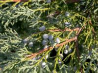 Juniperus × pfitzeriana Kattarp, Helsingborg, Skåne, Sweden 20180826_0160