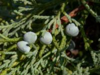 Juniperus × pfitzeriana Kattarp, Helsingborg, Skåne, Sweden 20180826_0166
