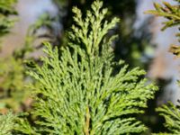 Juniperus × pfitzeriana Skjutbanan, Laenacken, Malmö, Skåne, Sweden 20170311_0053