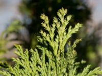 Juniperus × pfitzeriana Skjutbanan, Laenacken, Malmö, Skåne, Sweden 20170311_0054