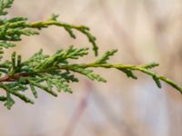 Juniperus chinensis Ödetomterna, Bunkeflo strandängar, Malmö, Skåne, Sweden 20230415_0038
