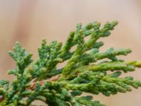 Juniperus chinensis Ödetomterna, Bunkeflo strandängar, Malmö, Skåne, Sweden 20230415_0039