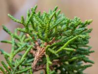Juniperus chinensis Ödetomterna, Bunkeflo strandängar, Malmö, Skåne, Sweden 20230415_0041