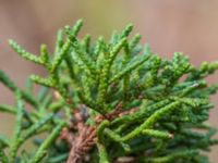 Juniperus chinensis Ödetomterna, Bunkeflo strandängar, Malmö, Skåne, Sweden 20230415_0043