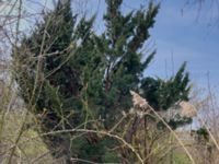 Juniperus chinensis Ödetomterna, Bunkeflo strandängar, Malmö, Skåne, Sweden 20230415_IMG_9184