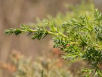 Juniperus chinensis Furulund, Kävlinge, Skåne, Sweden 20170409_0059