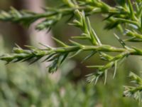 Juniperus chinensis Furulund, Kävlinge, Skåne, Sweden 20170409_0062