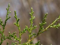 Juniperus chinensis Furulund, Kävlinge, Skåne, Sweden 20170409_0063
