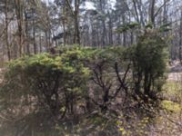 Juniperus chinensis Furulund, Kävlinge, Skåne, Sweden 20170409_IMG_0668
