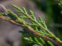 Juniperus chinensis Sege å A-området, Almåsa, Malmö, Skåne, Sweden 20230226_0033