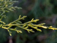 Juniperus chinensis Terekudden, Bunkeflo strandängar, Malmö, Skåne, Sweden 20160316_0008