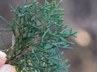 Juniperus chinensis lawsoniana Terekudden, Bunkeflo strandängar, Malmö, Skåne, Sweden 20160316_0009