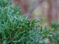 Juniperus virginiana Ödetomterna, Bunkeflo strandängar, Malmö, Skåne, Sweden 20230415_0048