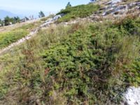 Juniperus communis Ai Petri, Crimea, Russia 20150917_0173