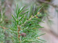 Juniperus communis Hallägraskogen, Halmstad, Halland, Sweden 20240427_0015