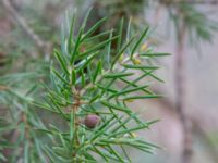 Juniperus communis Hallägraskogen, Halmstad, Halland, Sweden 20240427_0016
