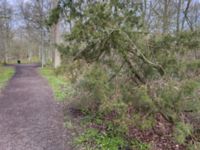 Juniperus communis Hallägraskogen, Halmstad, Halland, Sweden 20240427_IMG_2144