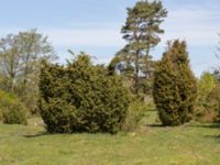 Juniperus communis Risen, Genarp, Lund, Skåne, Sweden 20140501_0121